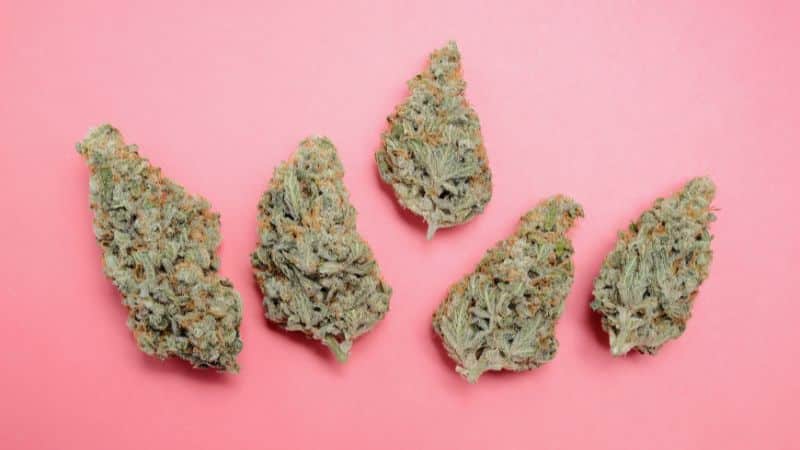 Pink Gas Mask is the powerful “baby” of two legendary parent strains, Pink Kush and Gas Mask