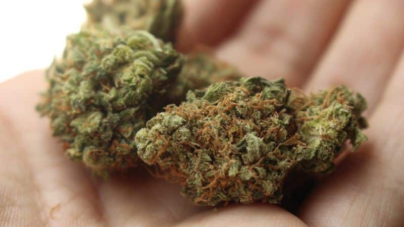 the Pink Gas Mask strain Indica or Sativa? It’s an Indica-leaning hybrid strain you’ll want to get from your top-rated online weed dispensary ASAP.