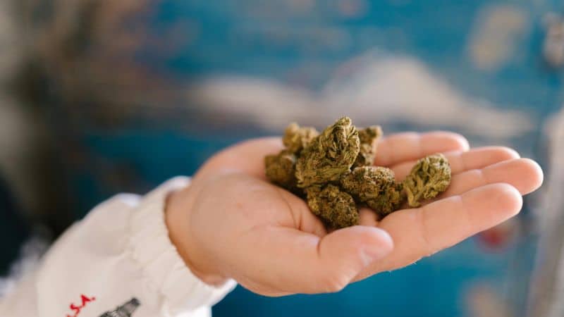 The pungent nose and flavours of the Pink Gas Mask strain owe their thanks to its rich terpene profile.