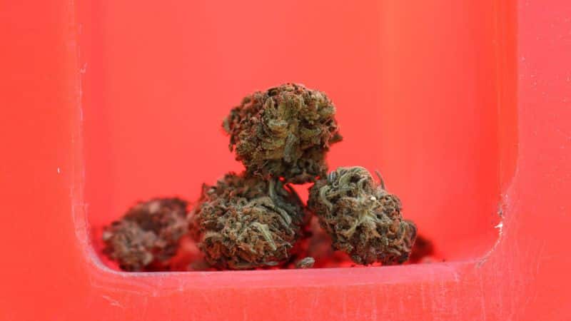 Puta Breath is an indica-dominant strain with a 25% THC level. It's known for its mix of focus, creativity, happiness, and relaxation.