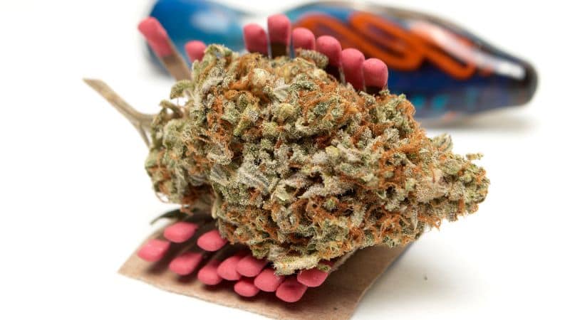 this is a sativa-dominant strain, known for its ability to stimulate the mind without dragging down the body.
