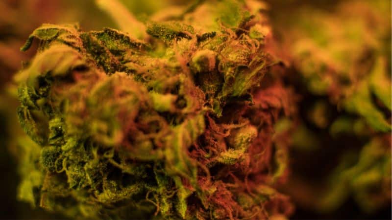 The Red Congo strain carries a genetic blend that sets it apart from other sativas on the market today.