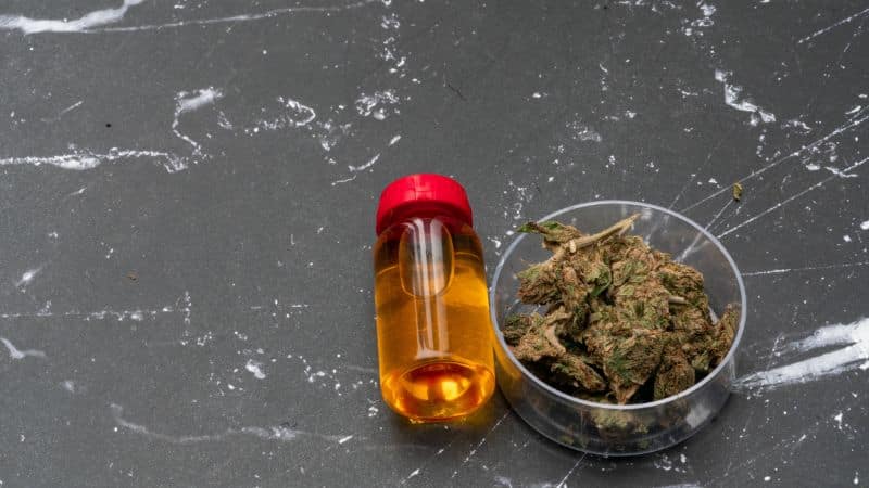 The Red Congo strain THC content typically hovers between 18% to 22%, though some batches push slightly higher depending on the growing conditions and curing methods.