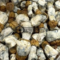 Buy Texas Yellow Cap Magic Mushrooms | Buy Online Weeds | Buyweedpacks