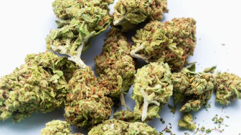 The God’s Green Crack strain is a decked-out hybrid. It has a deep forest green with pistils that are orange and purple, which pop out like confetti.