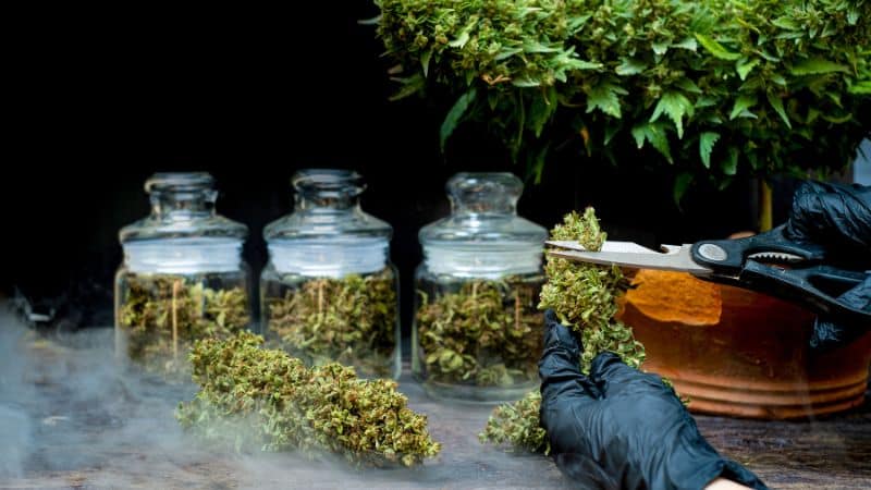 The Tom Ford strain is one of those buds that you can always count on to deliver your desired results. 