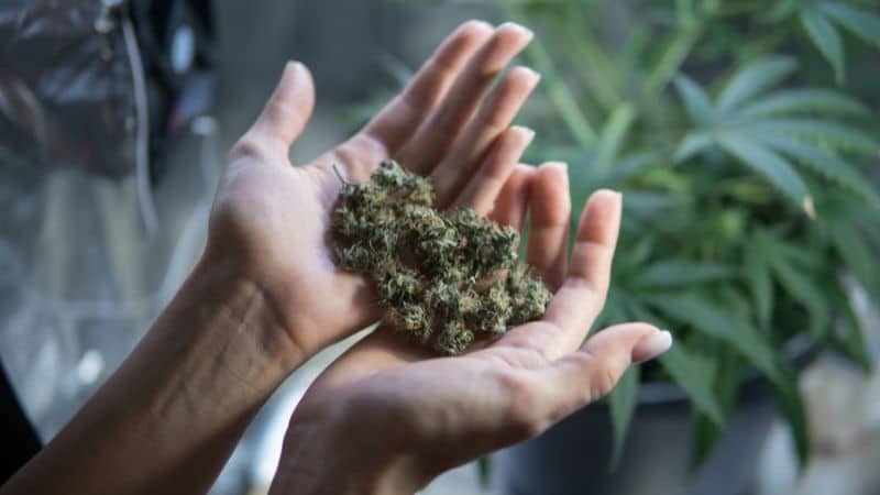 Start with a dense, potent strain that can withstand weight and oil saturation, such as Girl Scout Cookies. 