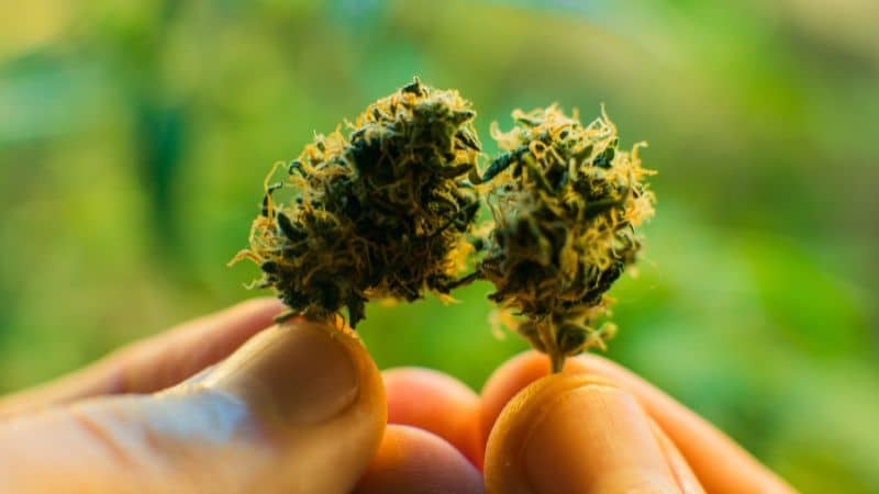 The Double Sour OG strain lies on the other side, doubling down on Sour Diesel genetics to amplify the weed’s euphoric and uplifting effects. 