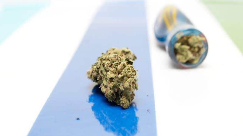 The buds are medium-sized, a little chunky, and have this slightly wild look to them. 