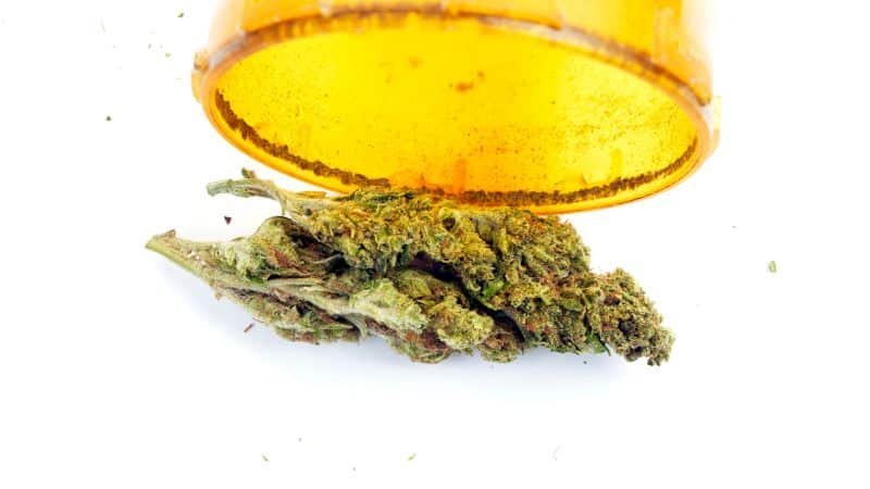 The Durban Poison strain has THC content ranging between 18% and 24%.