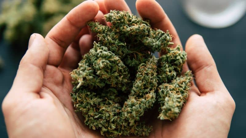 While the terpene and cannabinoid content is crucial when grading top shelf weed online, how the pros grow it also matters.