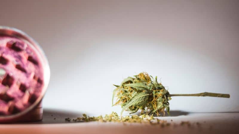 That creamy finish feels like the calling card of the Mac strain family, and the Mac 10 version takes it up a notch.