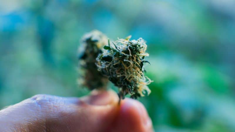 The flavour and effects of the Mac 10 strain don’t just come from its genetics or high THC level. 