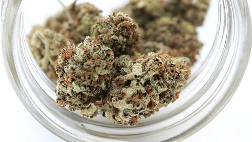 Looking for a combination of power and flavour? The Mac 10 strain delivers both. Learn its effects, THC level, & where to buy weed online.