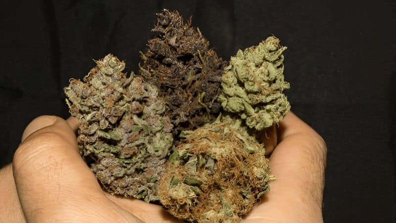 Variety makes your order complex, packed, and with everything that aligns with your needs. 