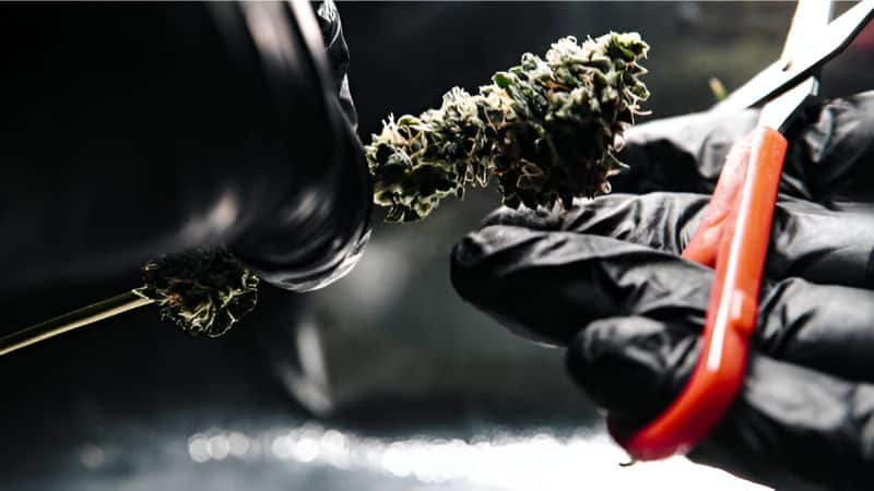 Flash branding and sleek websites shouldn’t mislead you when you choose to buy hash online in Canada. A fancy-looking landing page isn’t evidence that the online dispensary will sell you premium hash online.