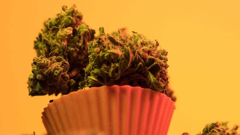 True to its name, Rockstar commands attention at any weed store online with its robust flavour and hybrid effects.