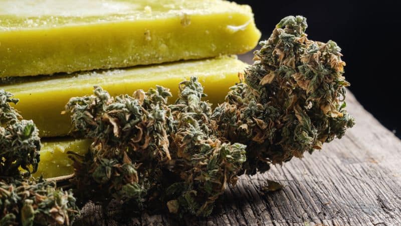 This is when citrus meets funk. This strain takes almost everything good about the classic Sour OG weed, which is all about the citrusy punch and diesel-like smell, and infuses all this with a strong cheesy twist. 