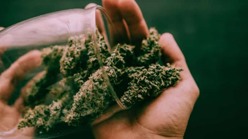 Those who want a more cerebral and strong uplift, on the other hand, will opt for the Double Sour OG strain. Together, they prove how Sour OG weed isn’t a one-dimensional cannabis hybrid.