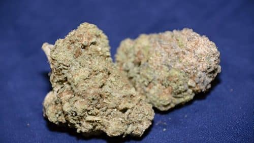 Discover Sour OG weed, a legendary hybrid with citrus-diesel flavour, balanced effects, & timeless appeal. Buy Sour OG strain online.