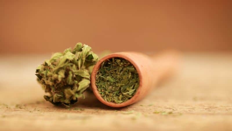 These terpenes contribute to the strain's signature aroma, flavour and possible effects. 