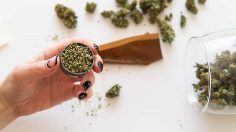 Top shelf weed buds are well-trimmed, with rich, vibrant colours and a heavy coat of trichomes that signal high THC and terpene content. Avoid excessively dry or overly moist flower, as top shelf weed should feel sticky but not wet.