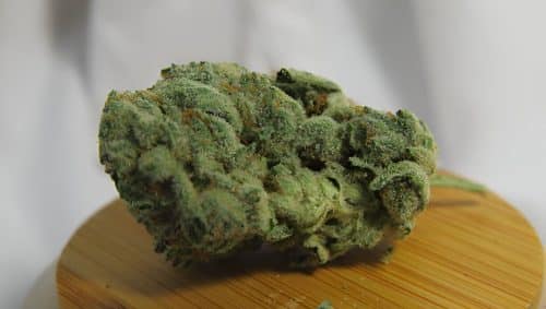 Bluefin Tuna Kush is a potent strain with for bold flavour, high THC, & relaxing effects. Learn how to buy Bluefin Tuna Kush online.