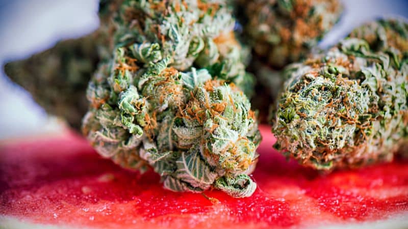 When it comes to the Bluefin Tuna strain, the terpenes play a huge role in shaping its strong flavour and relaxing high.