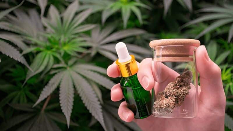 The cannabis plant comprises hundreds of chemical compounds that create unique effects, one being cannabinoids.