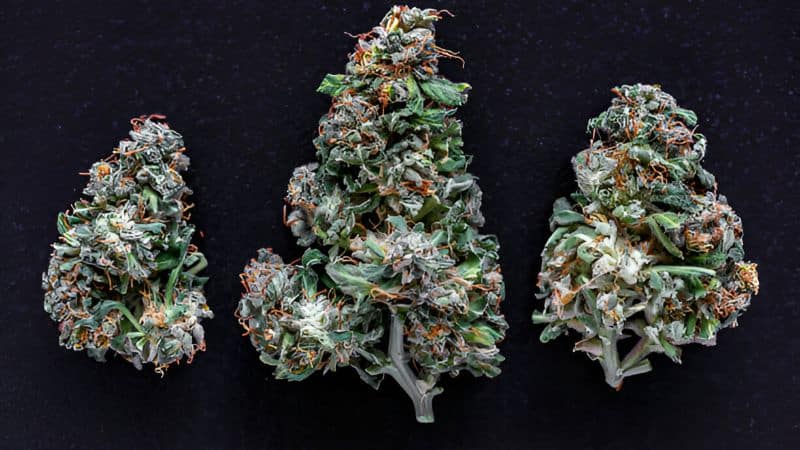 As a Sativa lover, I almost always buy Canadian weed online from the creativity-sparking category. I’m talking about powerful Sativas that’ll make you feel motivated in an instant.