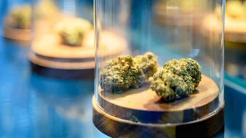 Beyond the skunky base, the Bluefin Tuna strain carries subtle notes of citrus, berry, and a hint of spice, thanks to its complex terpene profile.