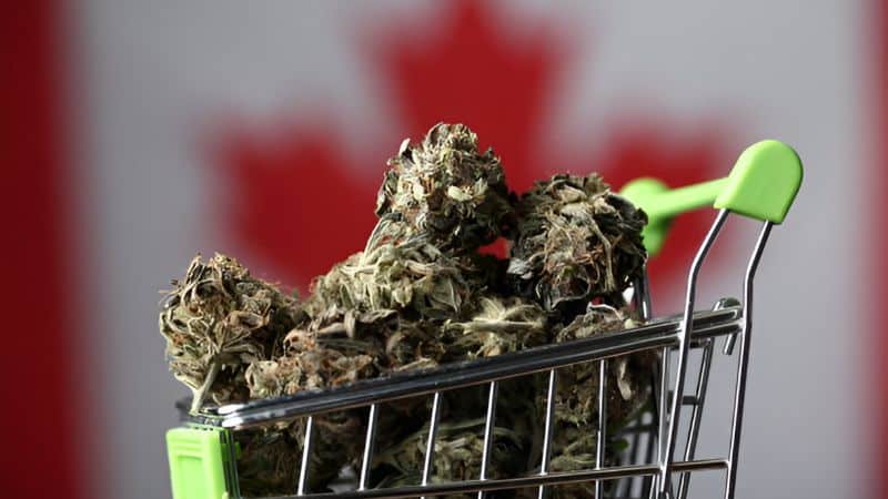 Buying Bluefin Tuna from a reputable online dispensary like BuyWeedPacks.co means you’re sure to get genuine products that guarantee quality and safety.