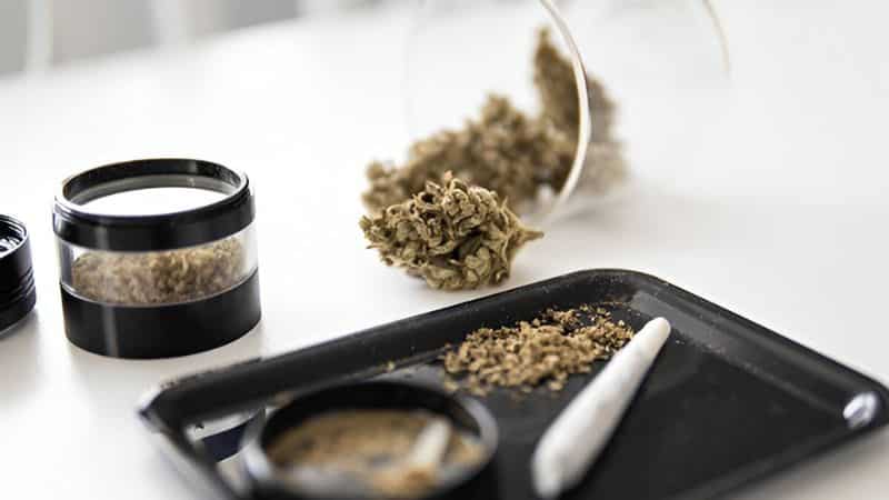 Botanists introduced the words "indica" and "sativa" in the 18th century to describe different species of cannabis: Cannabis sativa and Cannabis indica.