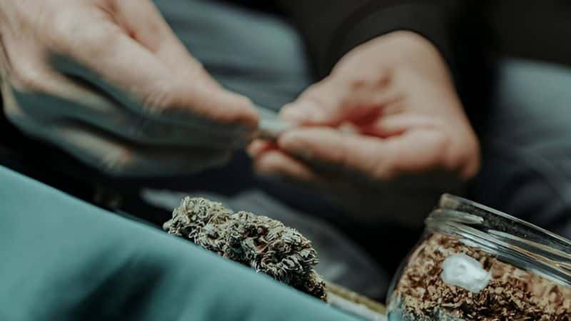 Growers originally grew indicas in cold, northern climates. Due to their environment, they grow short and dense, and typically have a shorter growing life.