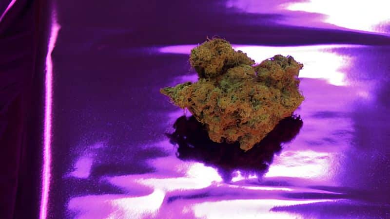 Growers created this indica-dominant hybrid by blending purple genetics with frosty, trichome-heavy phenotypes that give it a shimmering, platinum finish.
