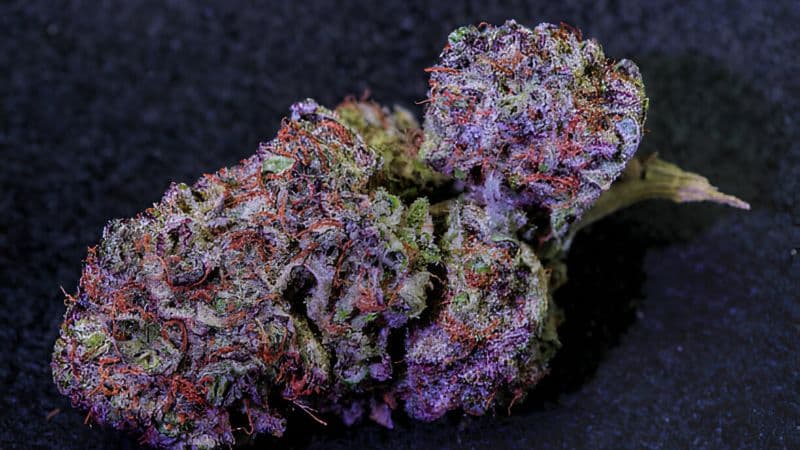When it comes to THC/CBD content, Platinum Purple carries high THC levels, ranging between 18% and 23% and a CBD content of approximately 1%.
