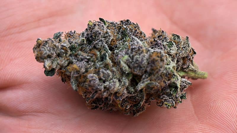 If you want a strain that tastes as good as it looks, Platinum Purple weed can be a great choice.