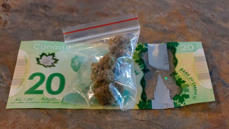 When buying pot online in Canada, you shouldn’t put all your focus on just pricing. Instead, try to compare price values as much as you can.