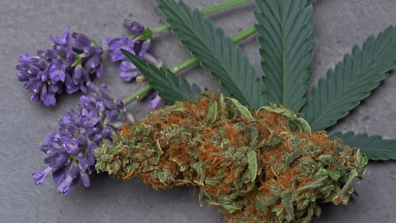 Terpenes are aromatic compounds available in fruits and plants, including oranges, pepper, lavender, and cannabis.