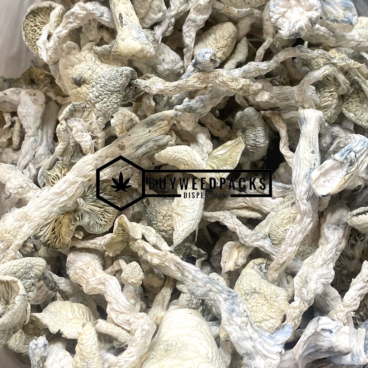 Albino Extra Terrestrial Magic Mushroom - Online Dispensary Canada - Buyweedpacks