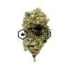 Bear Claw - Buy Weed Online - Buyweedpacks
