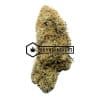 Cat Piss - Online Dispensary Canada - Buyweedpacks