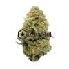 Maui Mango Diesel - Online Dispensary Canada - Buyweedpacks