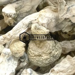 Snow White Magic Mushroom - Online Dispensary Canada - Buyweedpacks
