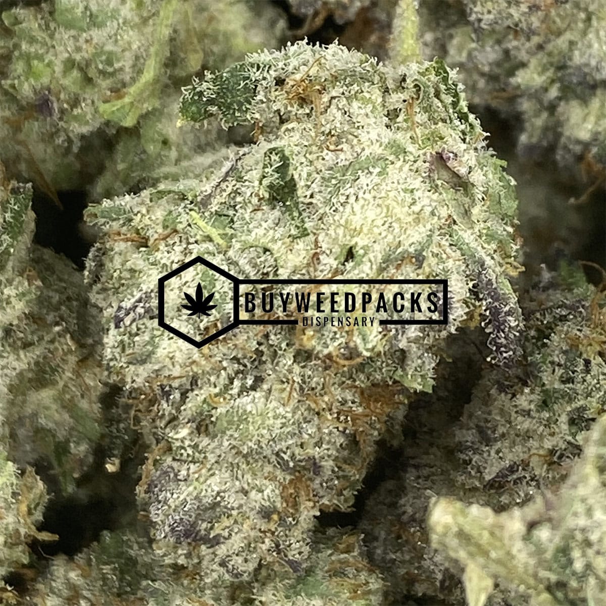 Purple Kush - Buy Live Resin Online - Buyweedpacks