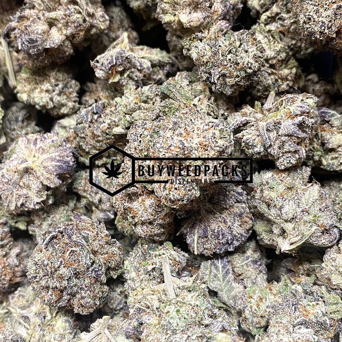 Gary Payton | Buy Online Weeds | Buyweedpacks