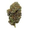 Peyote Cookies - Online Dispensary Canada - Buyweedpacks