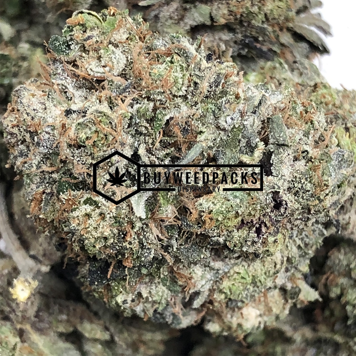 Purple Kush - Buy Weed Online - Buyweedpacks