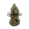 Greasy Rockstar - Online Dispensary Canada - Buyweedpacks