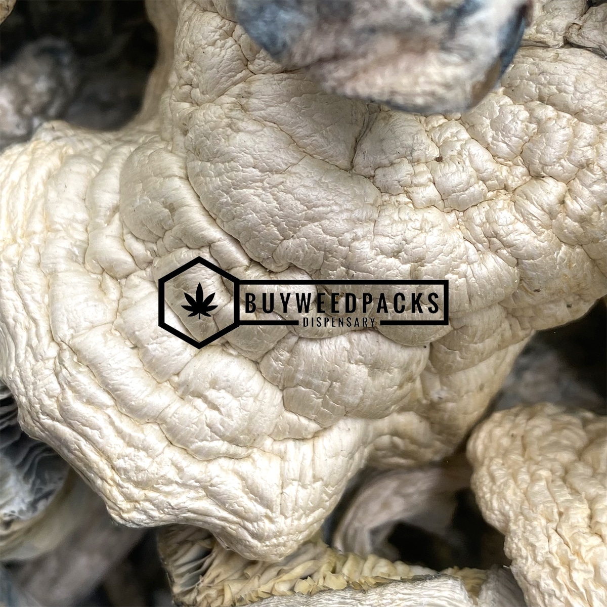Atlantic Treasure Coast Magic Mushrooms - Online Dispensary Canada - Buyweedpacks